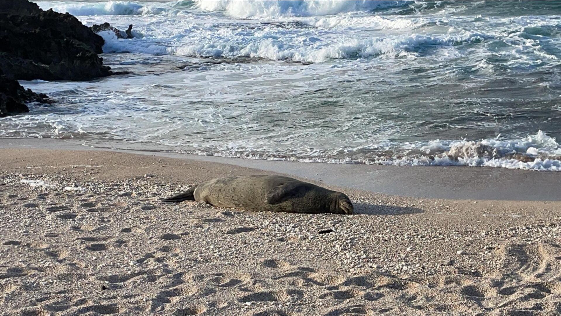 Hawaiian Monk Seal (Monachus schauinslandi).jpg
